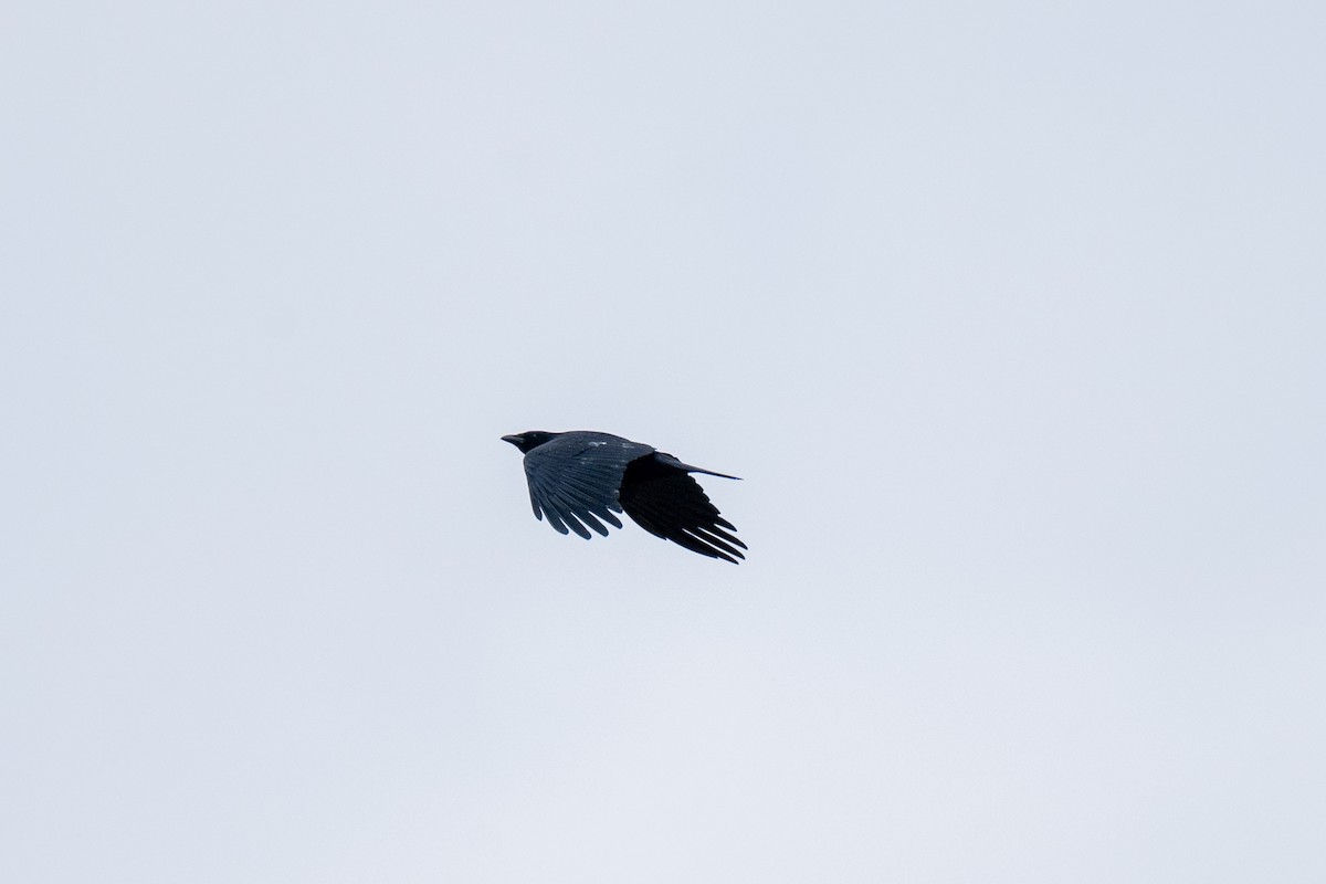 Fish Crow - ML629067000