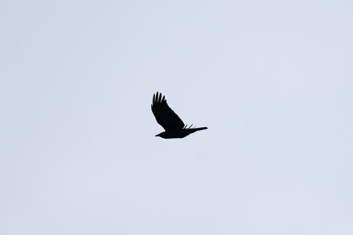 Fish Crow - ML629067001