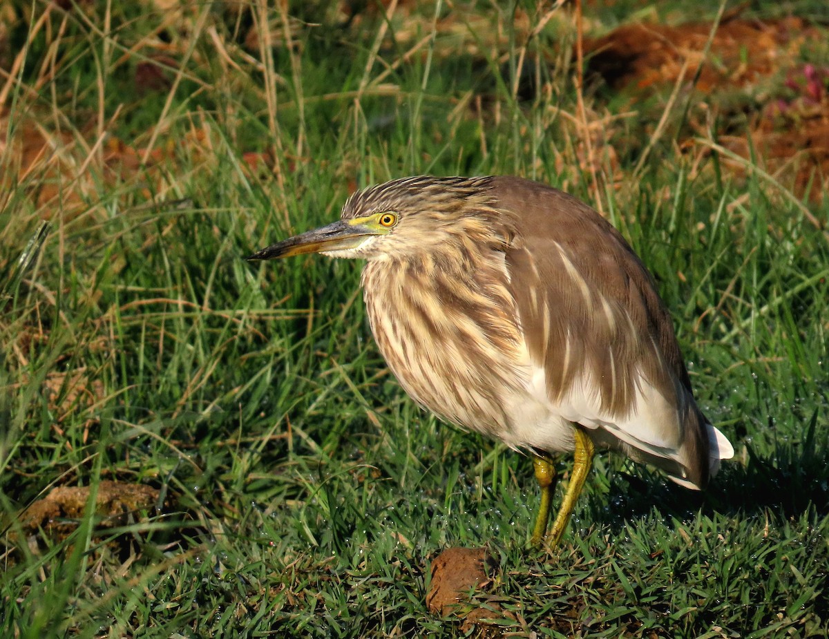 Indian Pond-Heron - ML629067073