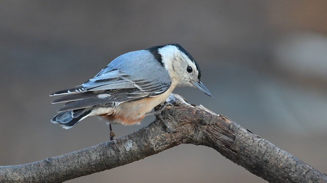 White-breasted Nuthatch - ML629067092
