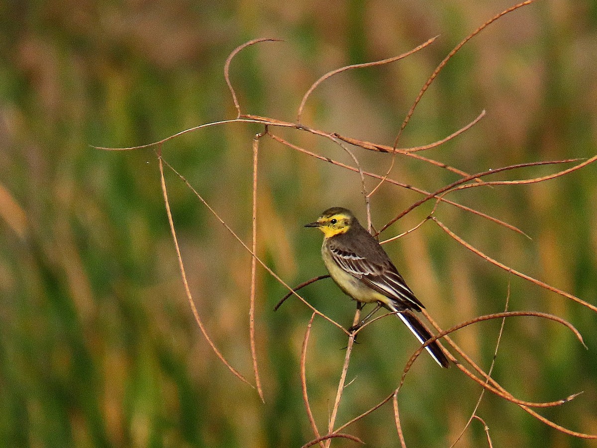 Citrine Wagtail - ML629067095