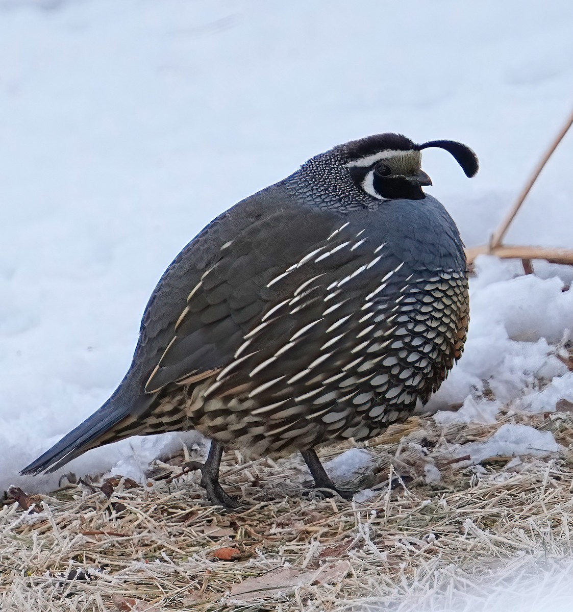 eBird Checklist - 10 Jan 2025 - Picabo (Town) - 6 species