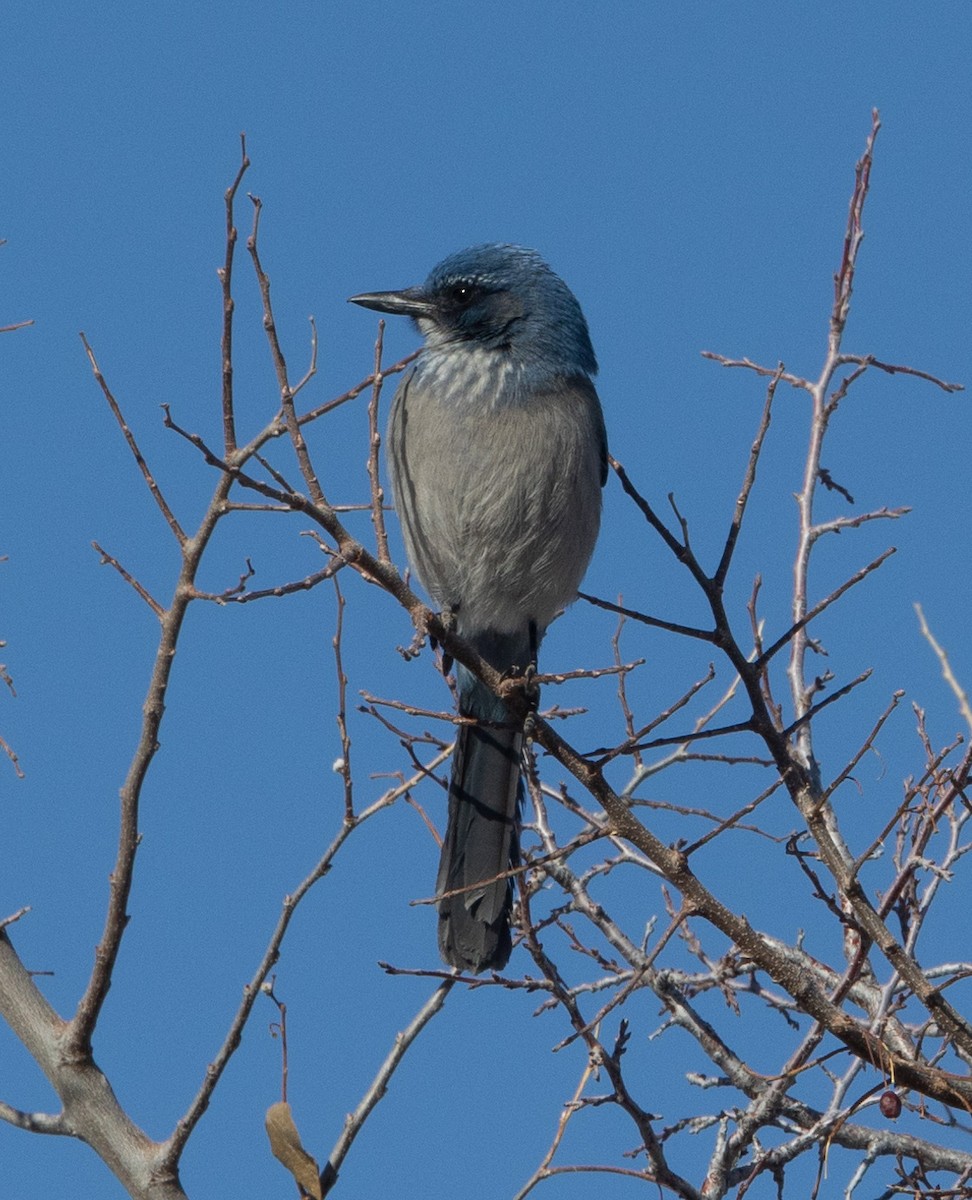 Woodhouse's Scrub-Jay (Woodhouse's) - ML629067213