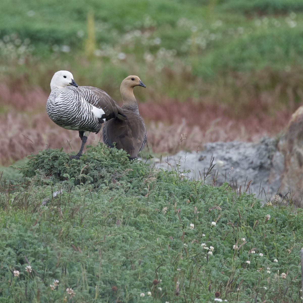 Upland Goose - ML629067340