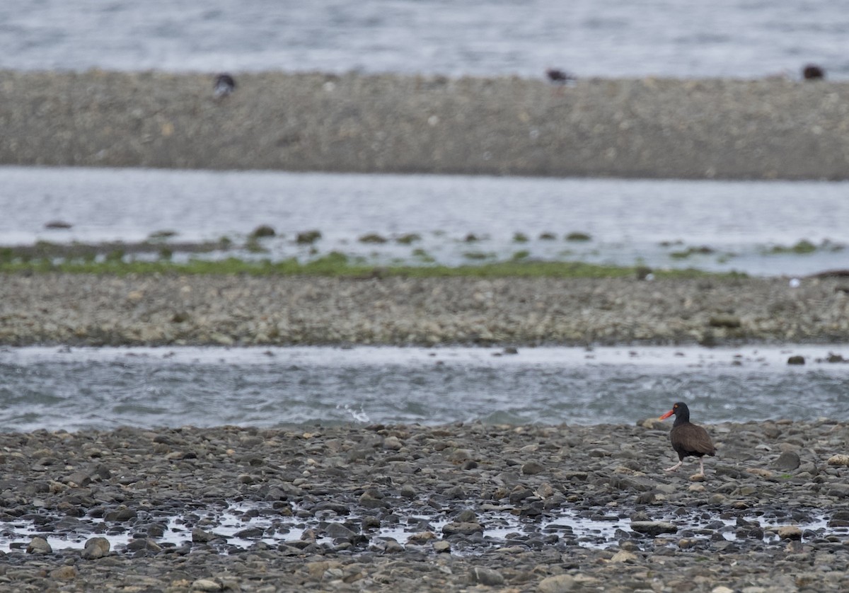 Blackish Oystercatcher - ML629067360