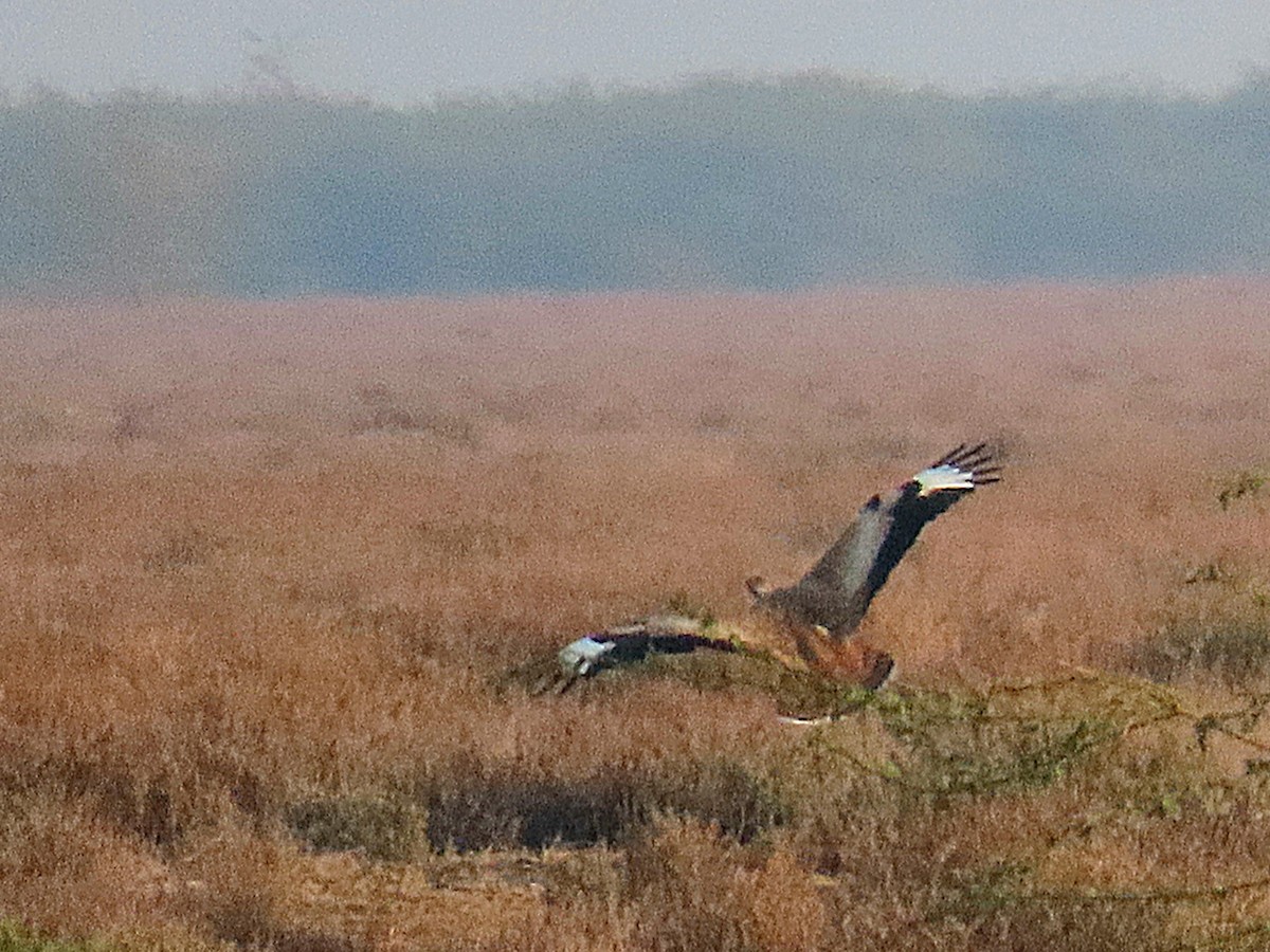 Asian Houbara - ML629067367