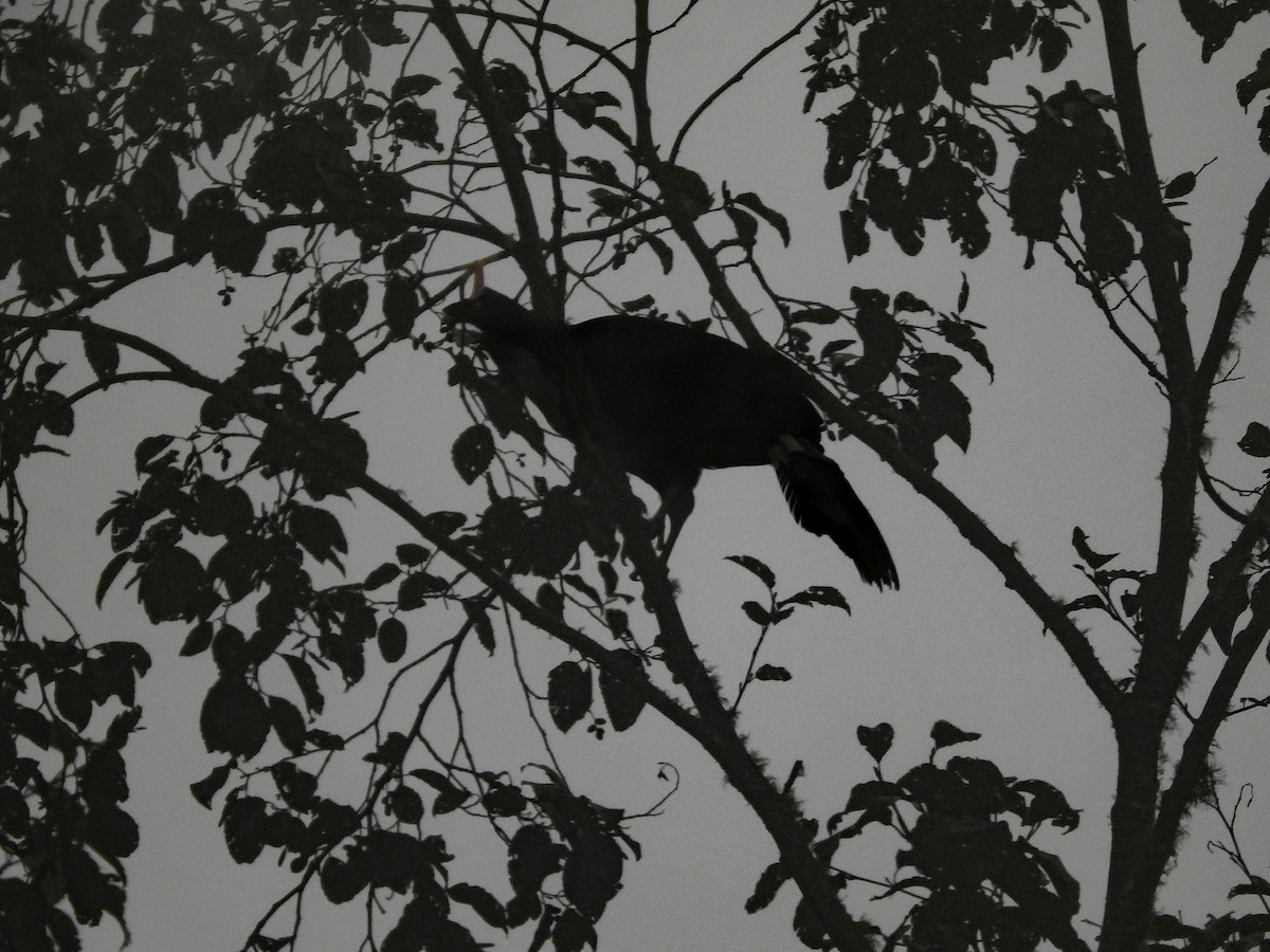 Horned Guan - ML629067383