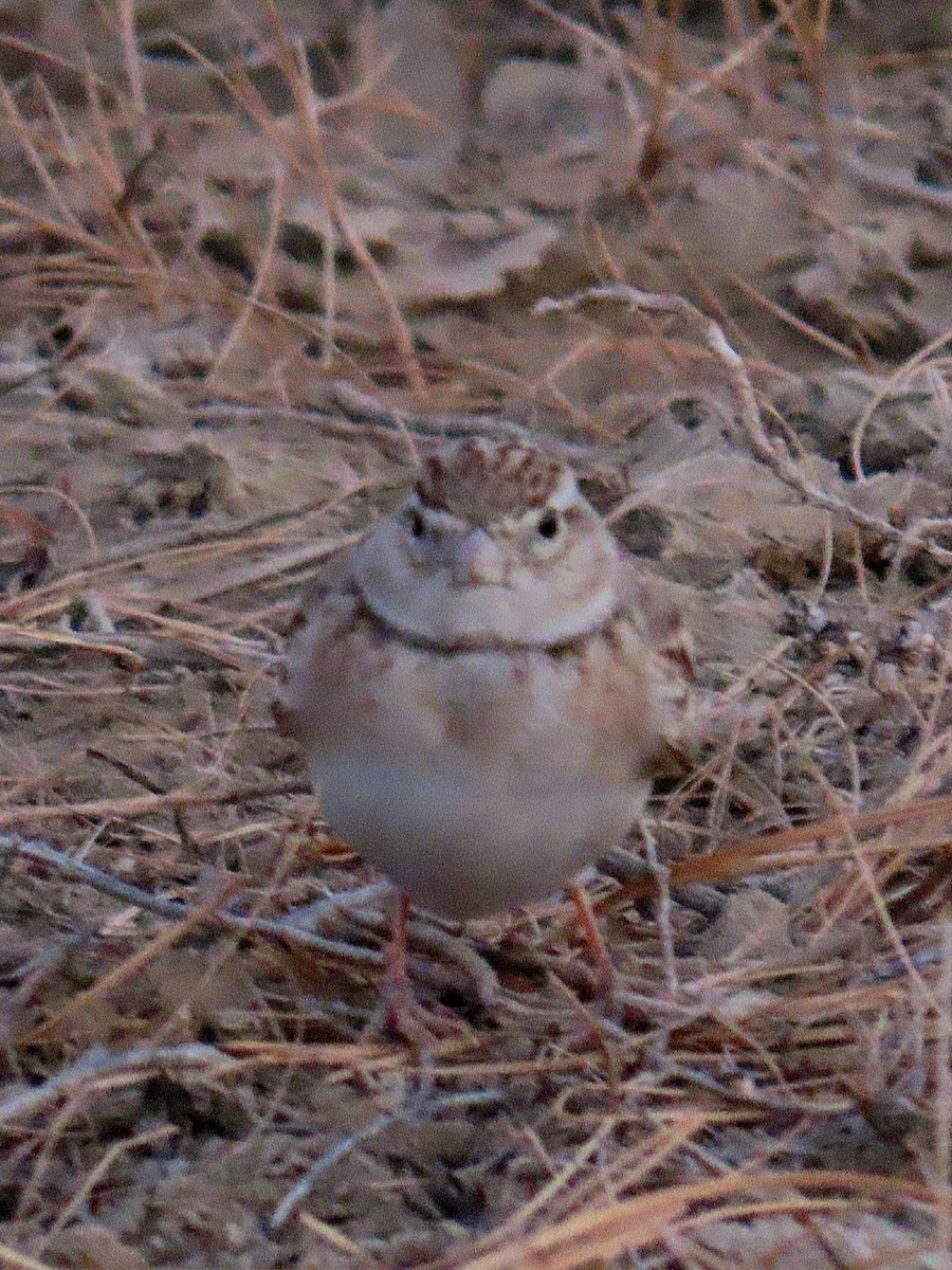 Greater Short-toed Lark - ML629067394