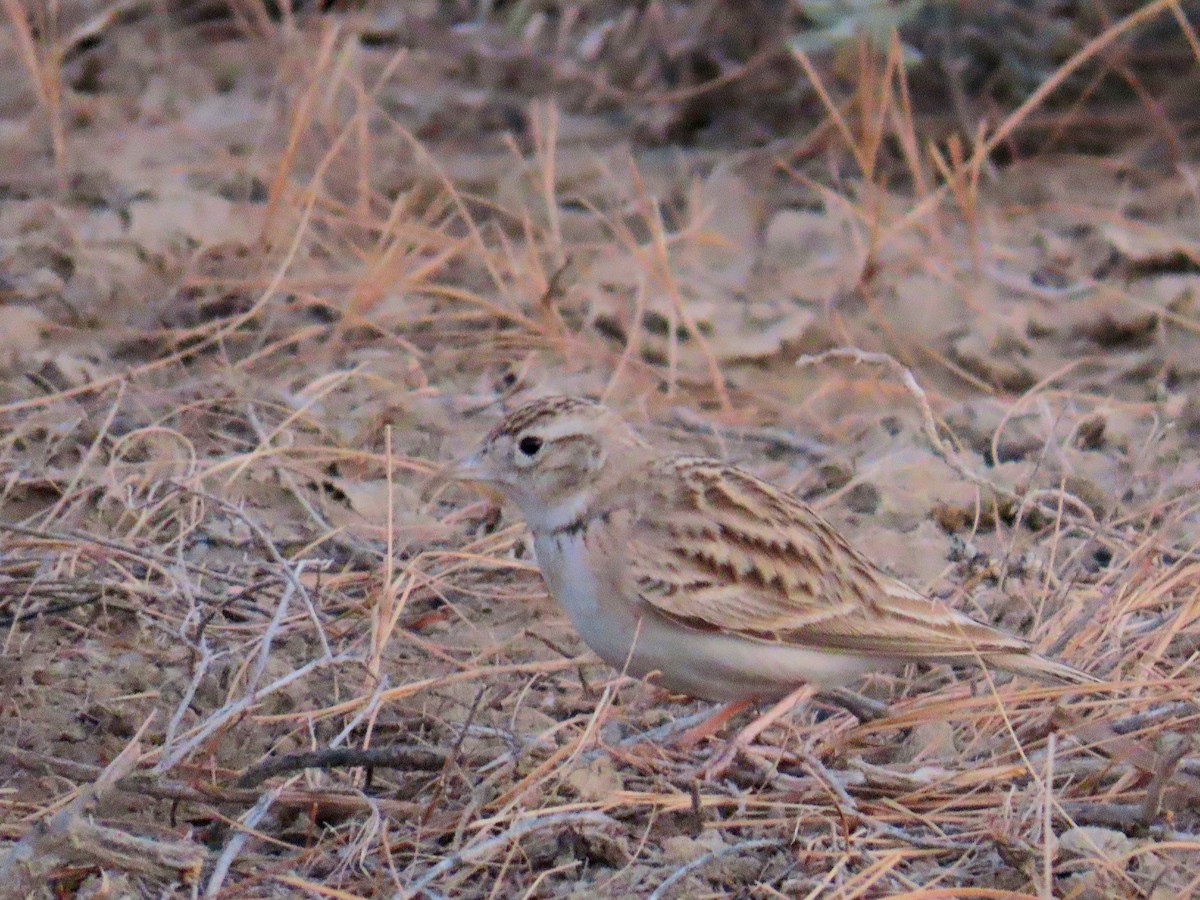 Greater Short-toed Lark - ML629067395