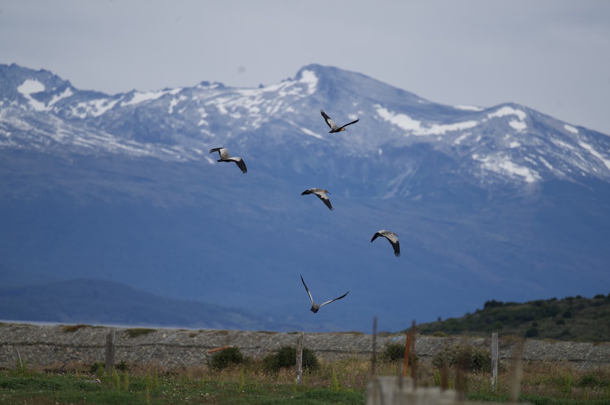 Black-faced Ibis - ML629067406