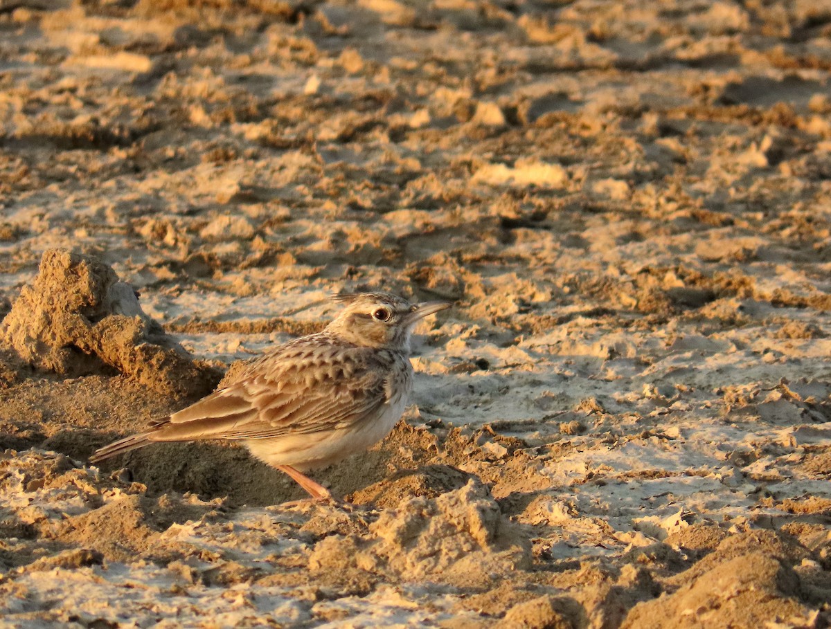 Crested Lark - ML629067412