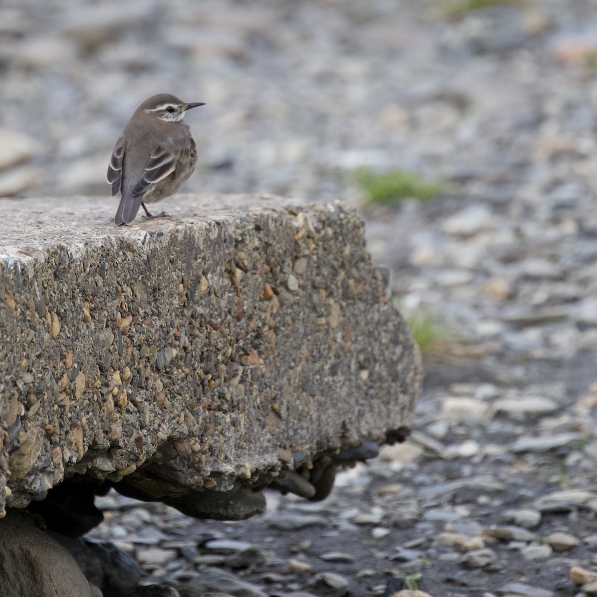 Buff-winged Cinclodes - ML629067413