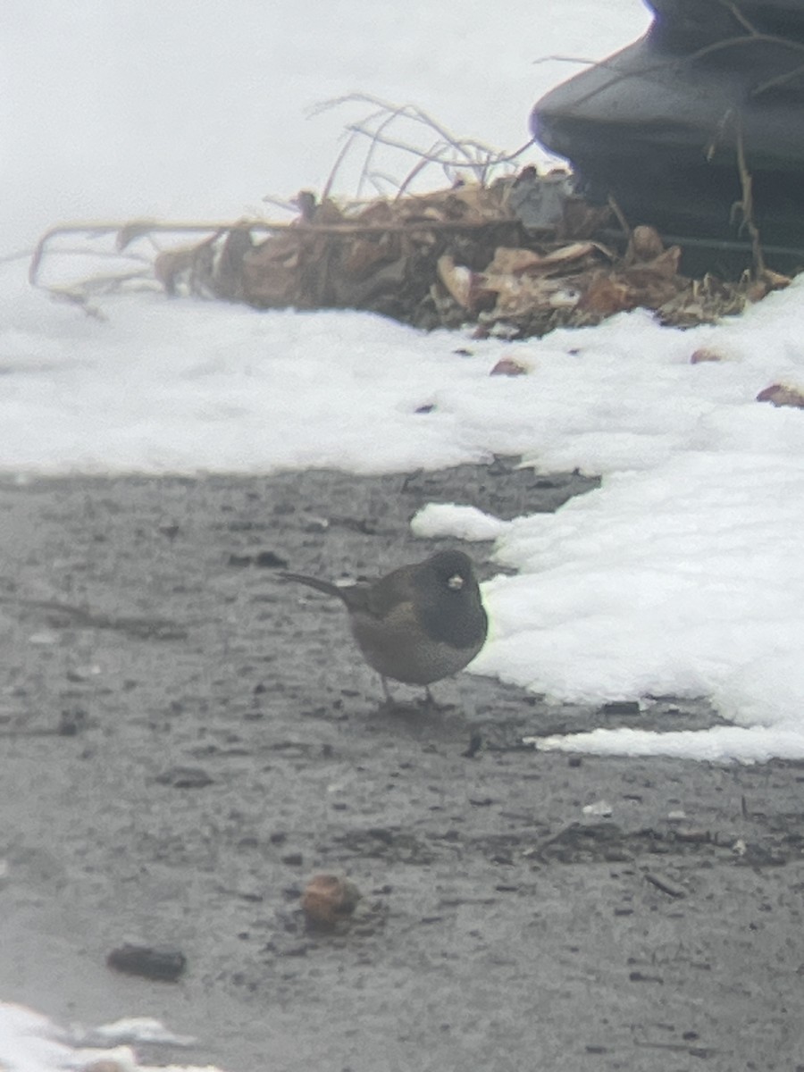 Dark-eyed Junco - ML629067573