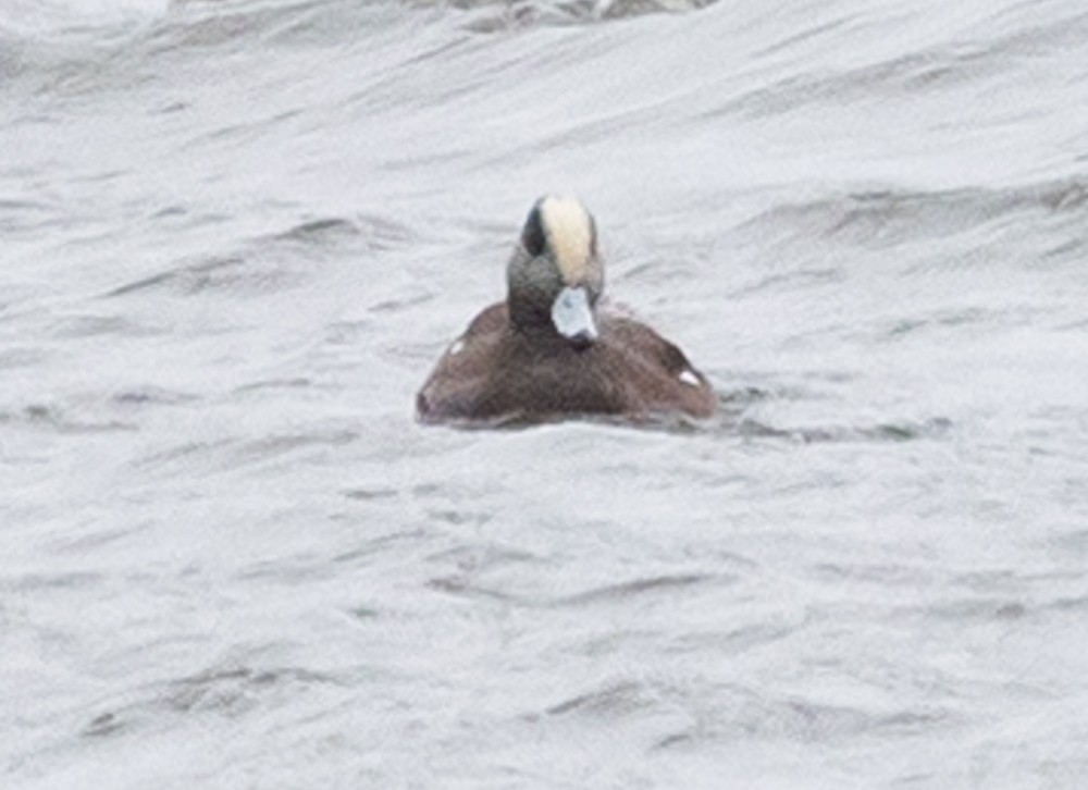 amerikablesand - ML629067590