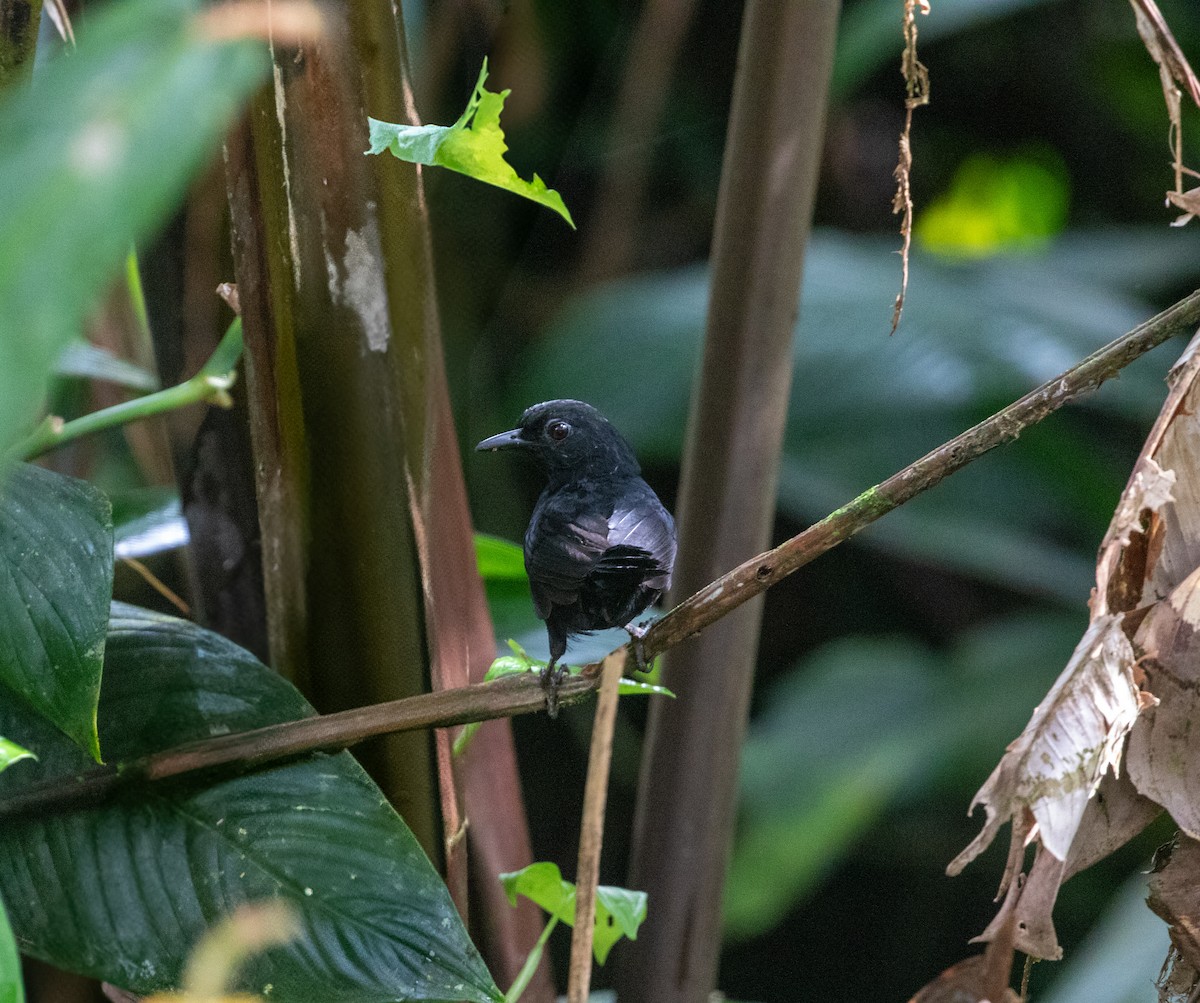 Stub-tailed Antbird - ML629067738