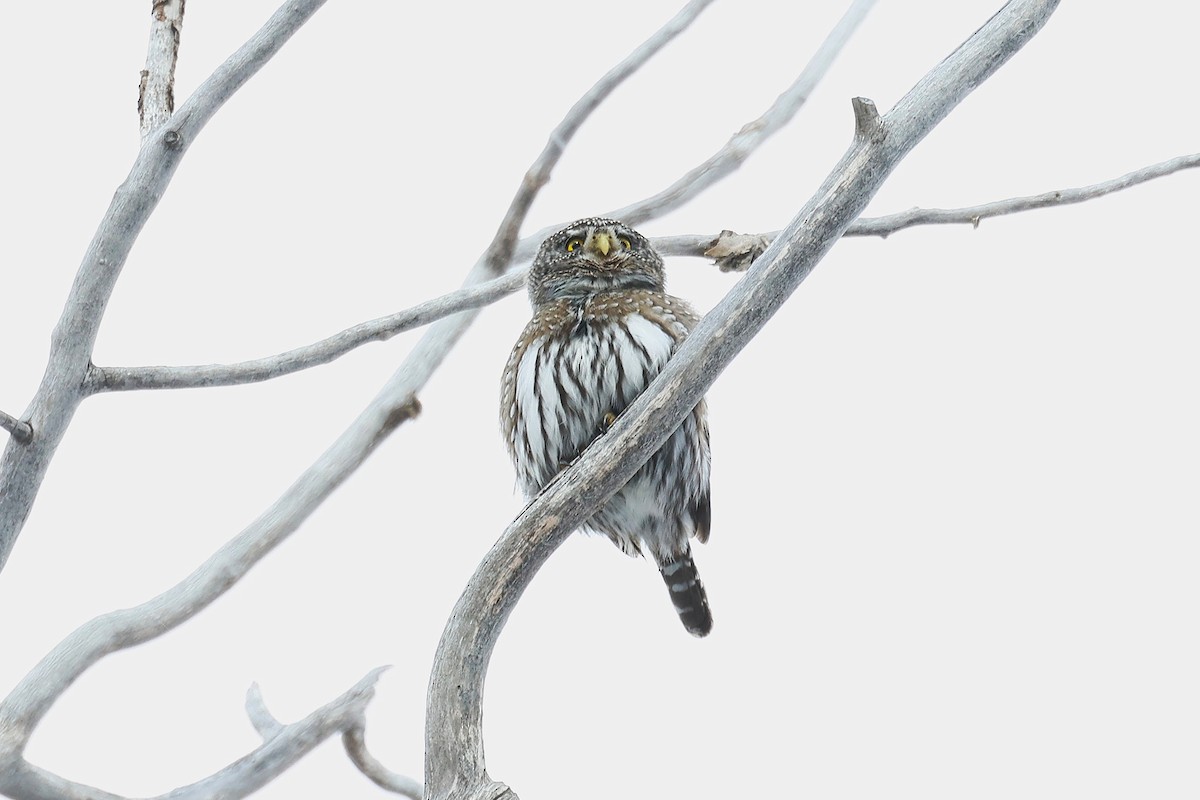 Northern Pygmy-Owl (Rocky Mts.) - ML629067781