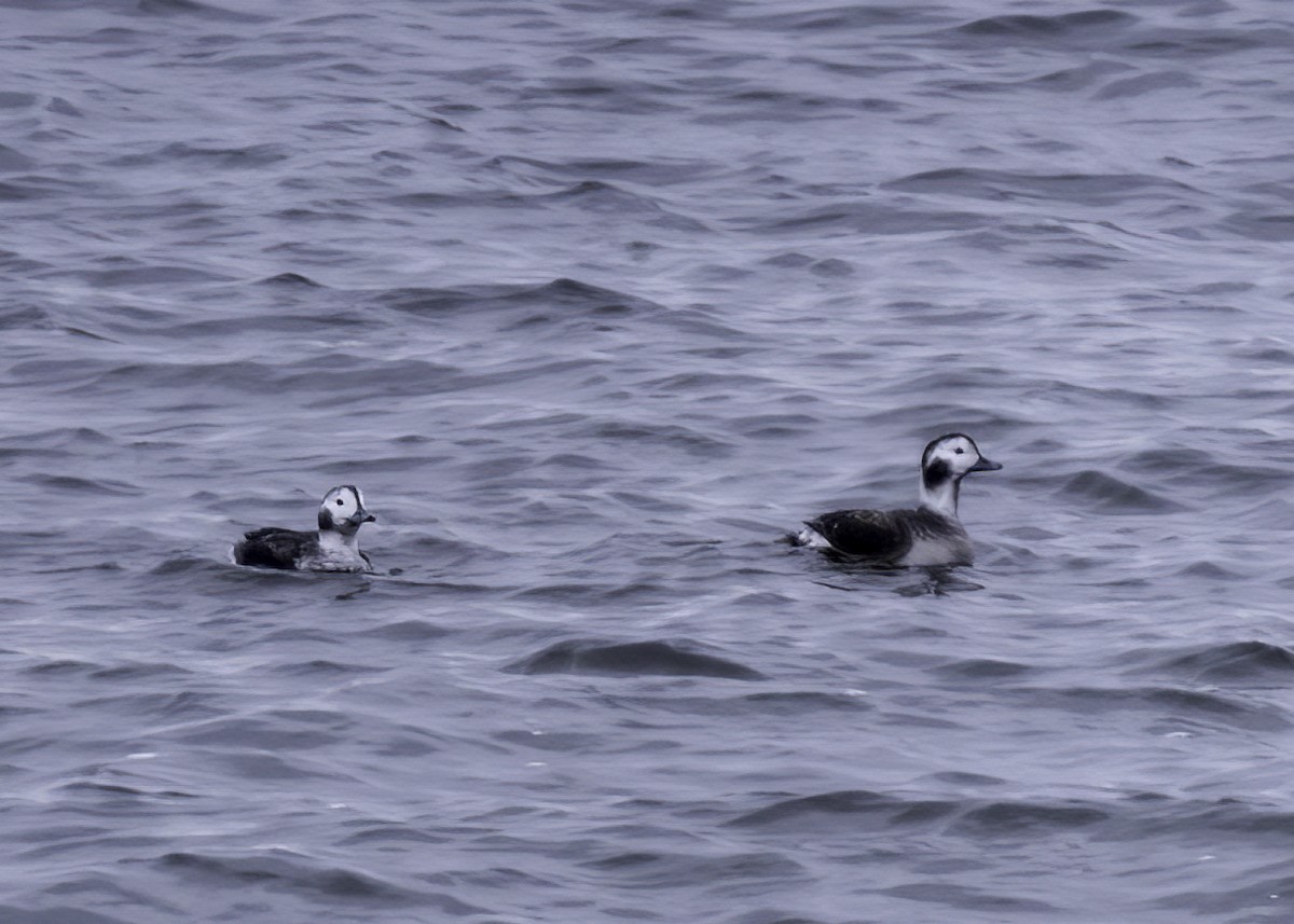 Мөнгөлөг шунгаахай - ML629067884