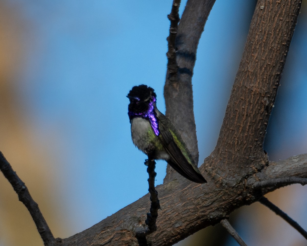 Costa's Hummingbird - ML629068230