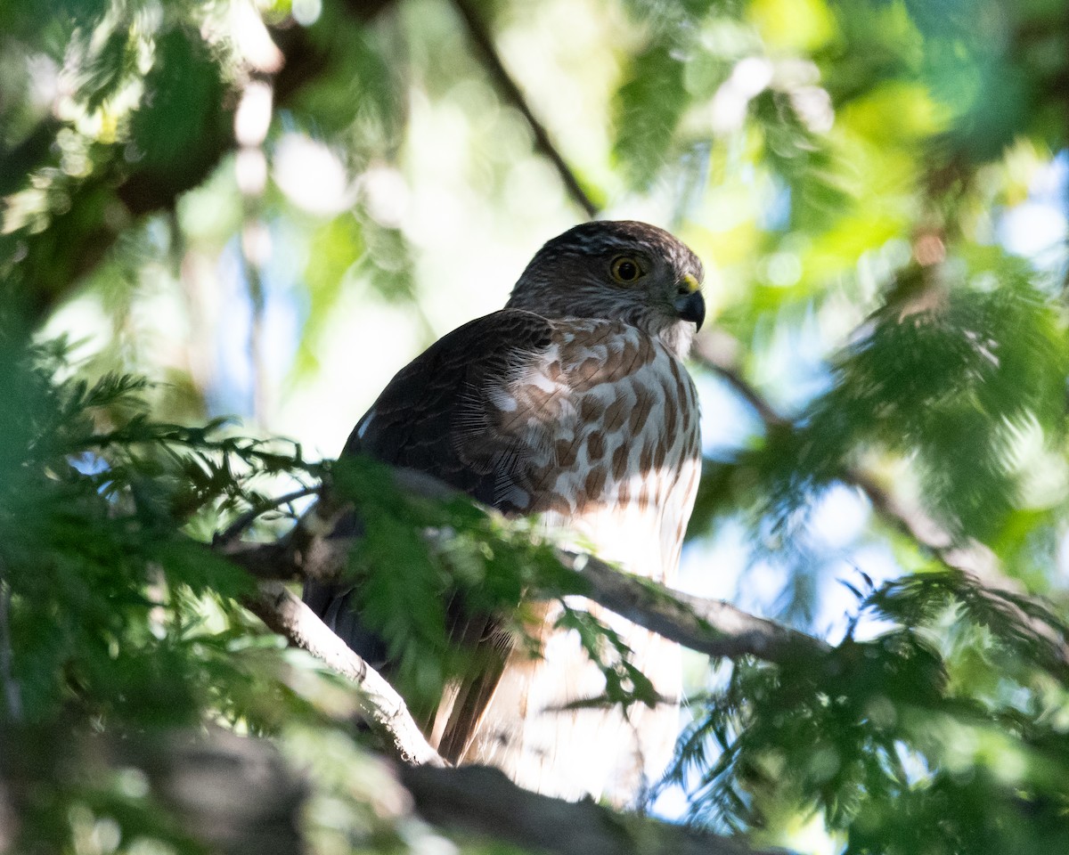 Sharp-shinned Hawk - ML629068238