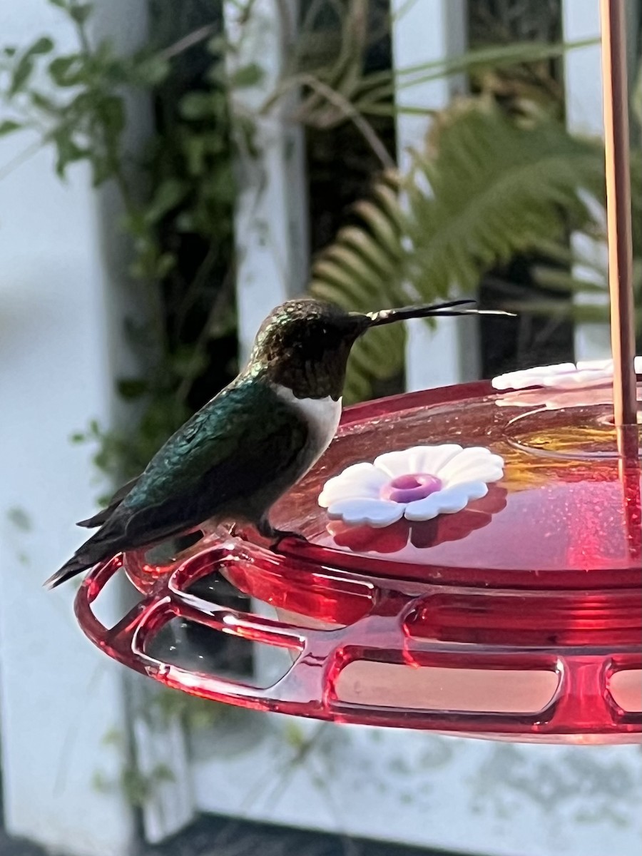 Ruby-throated Hummingbird - ML629068268