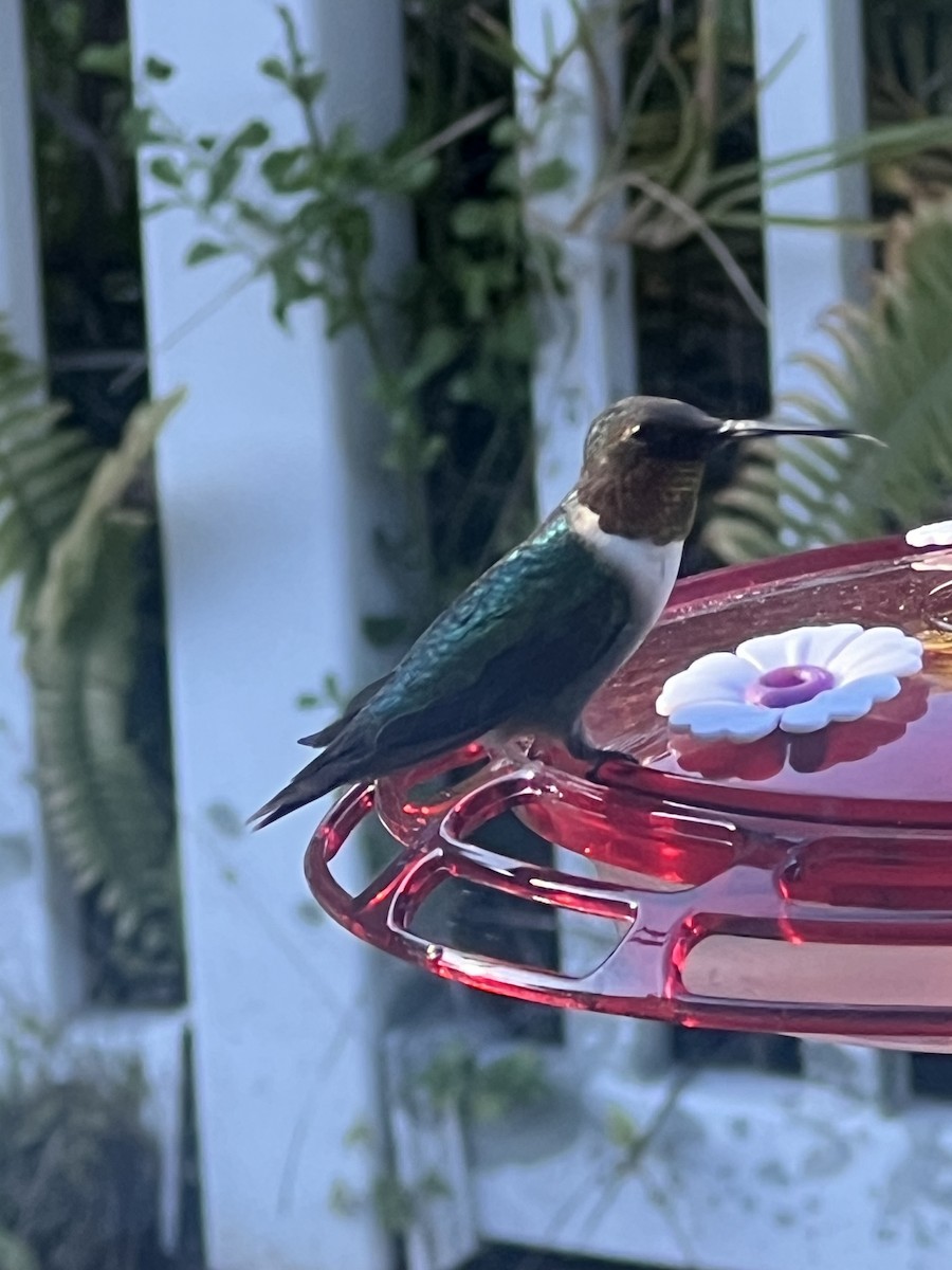 Ruby-throated Hummingbird - ML629068269