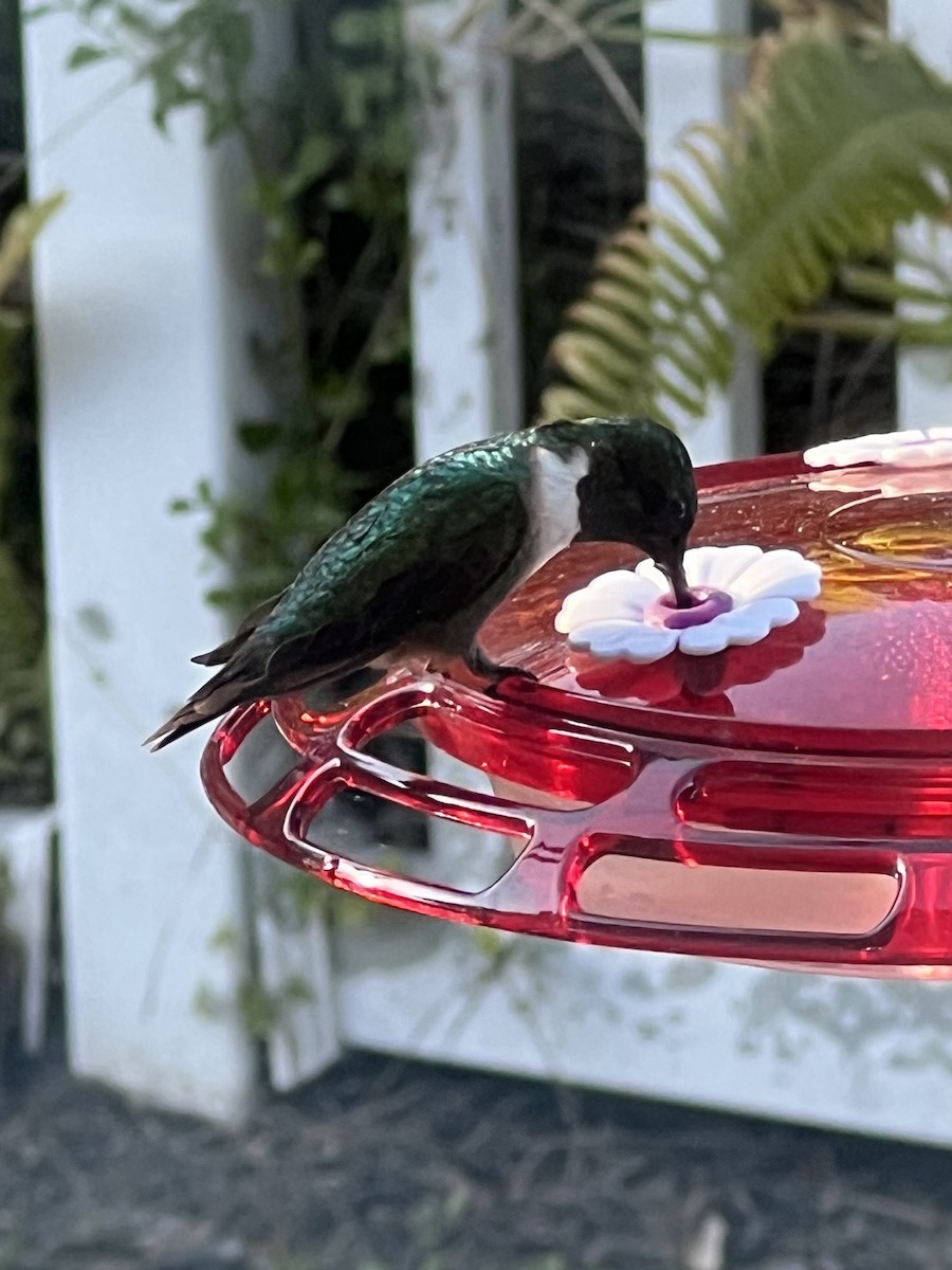Ruby-throated Hummingbird - ML629068270