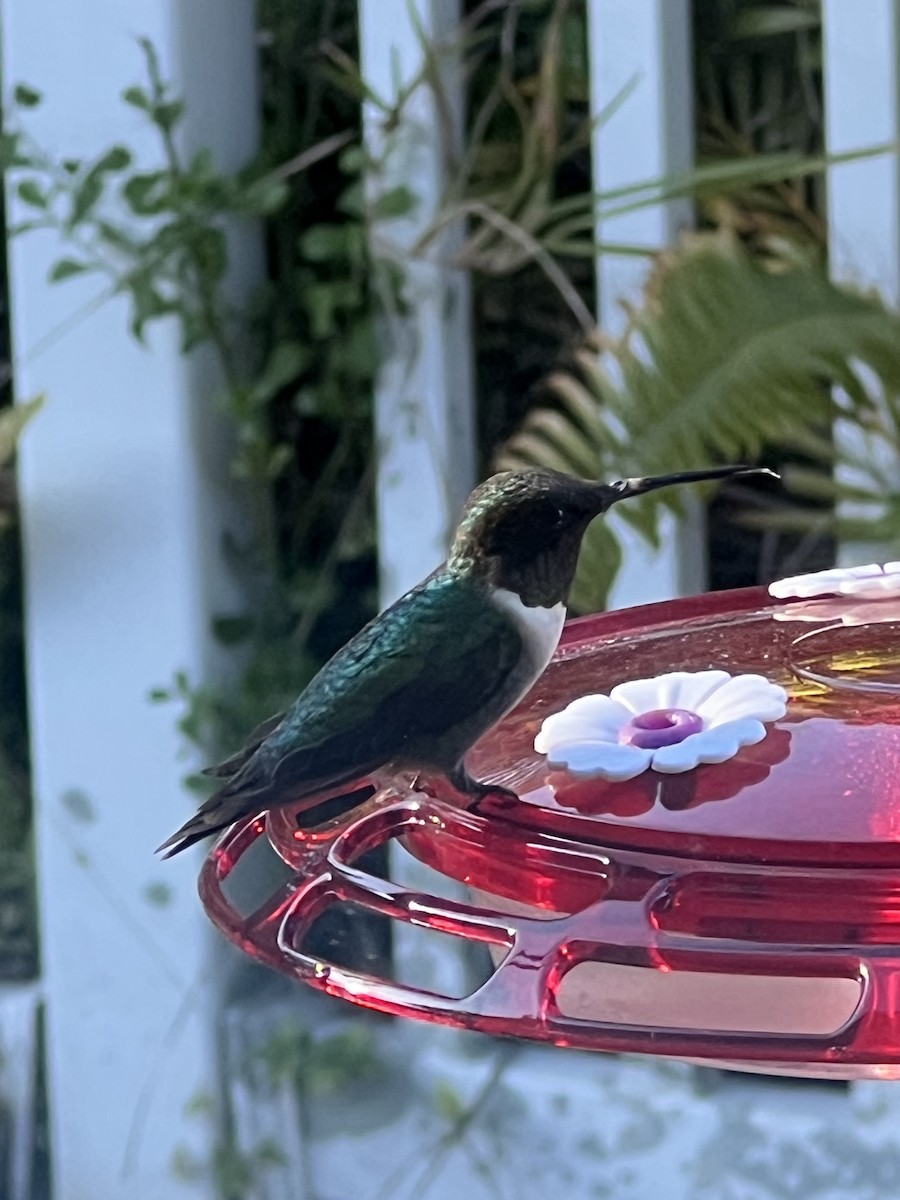 Ruby-throated Hummingbird - ML629068271