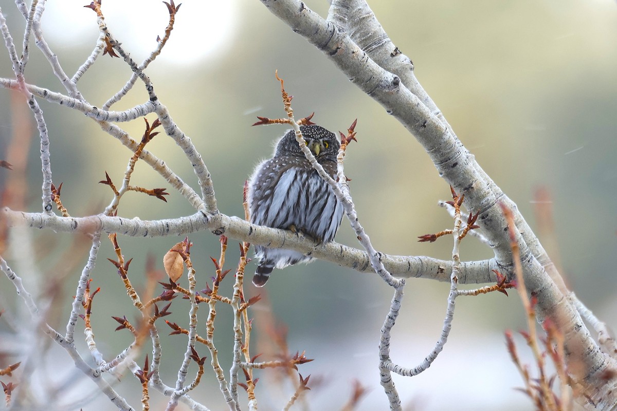 Northern Pygmy-Owl (Rocky Mts.) - ML629068522