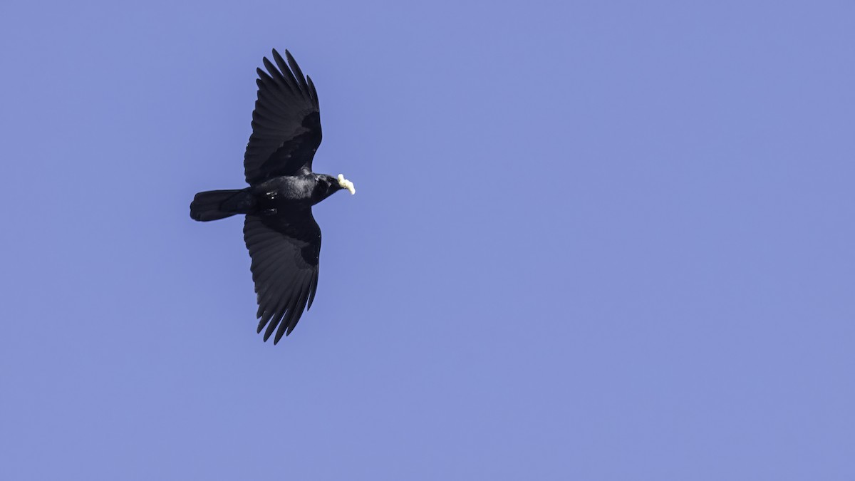 Fish Crow - ML629068524