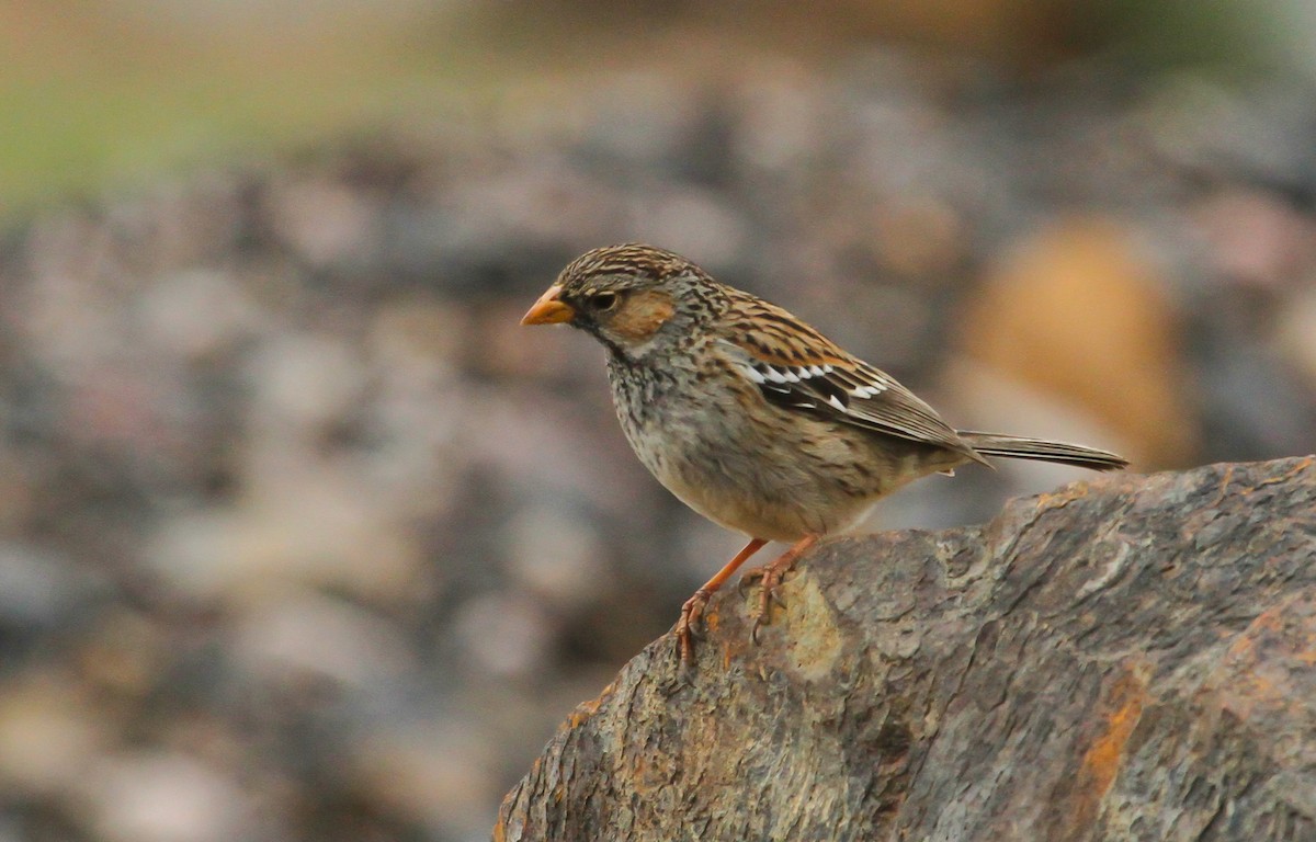 Mourning Sierra Finch - ML629068652