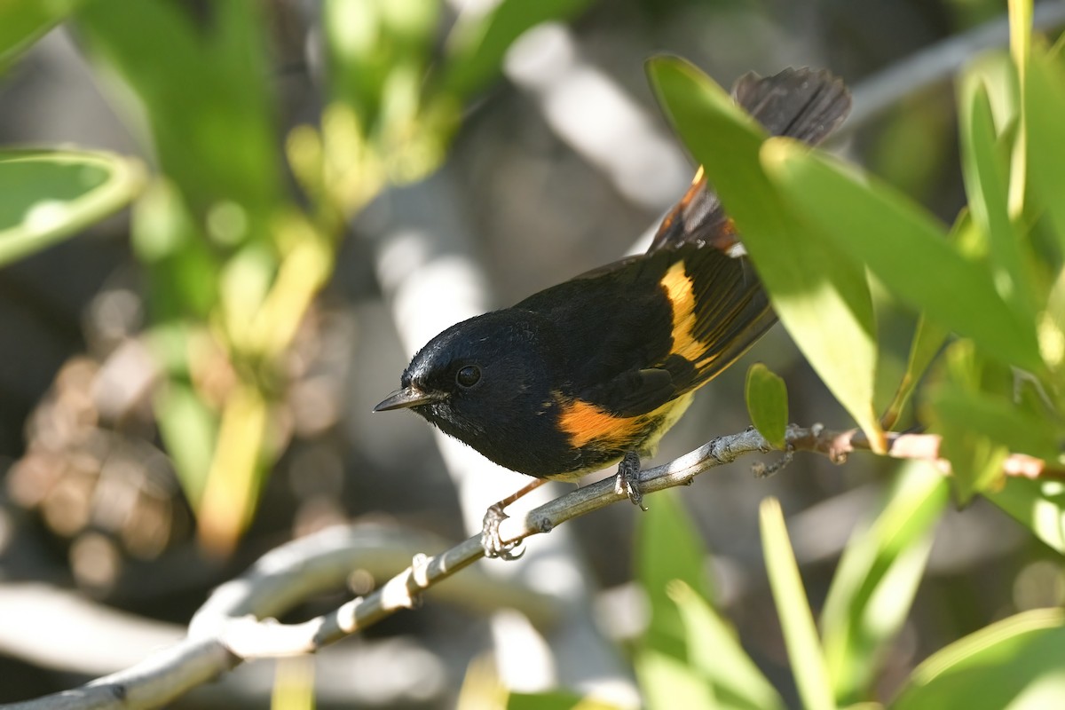 American Redstart - ML629068958