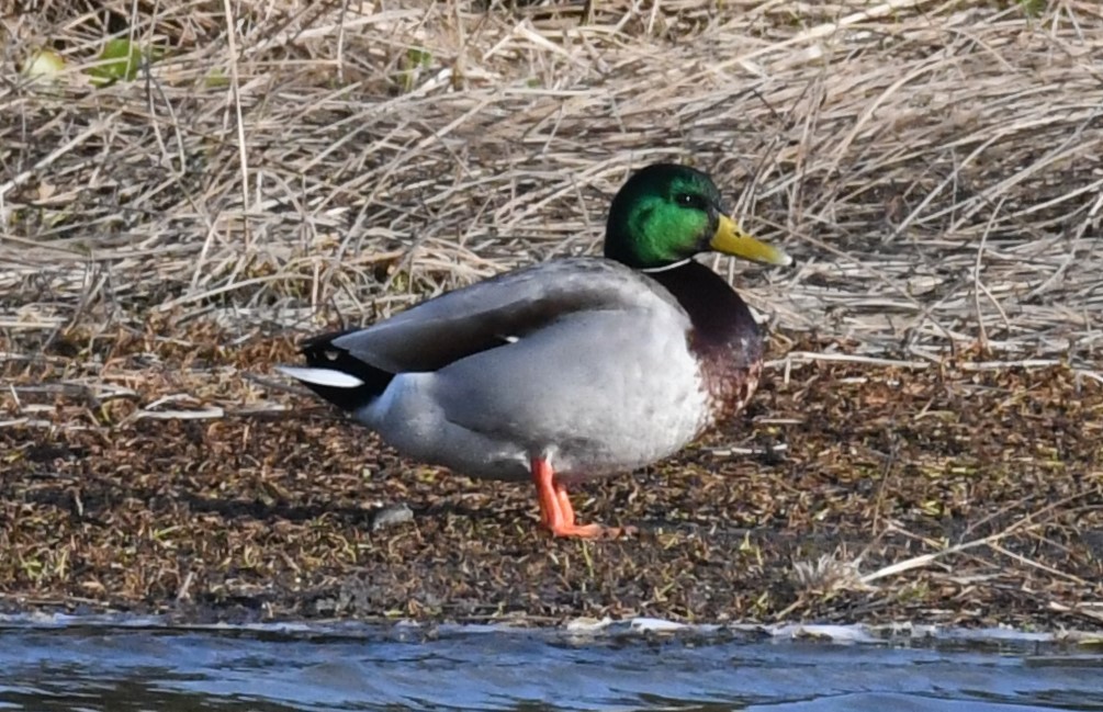 Canard colvert - ML629069183