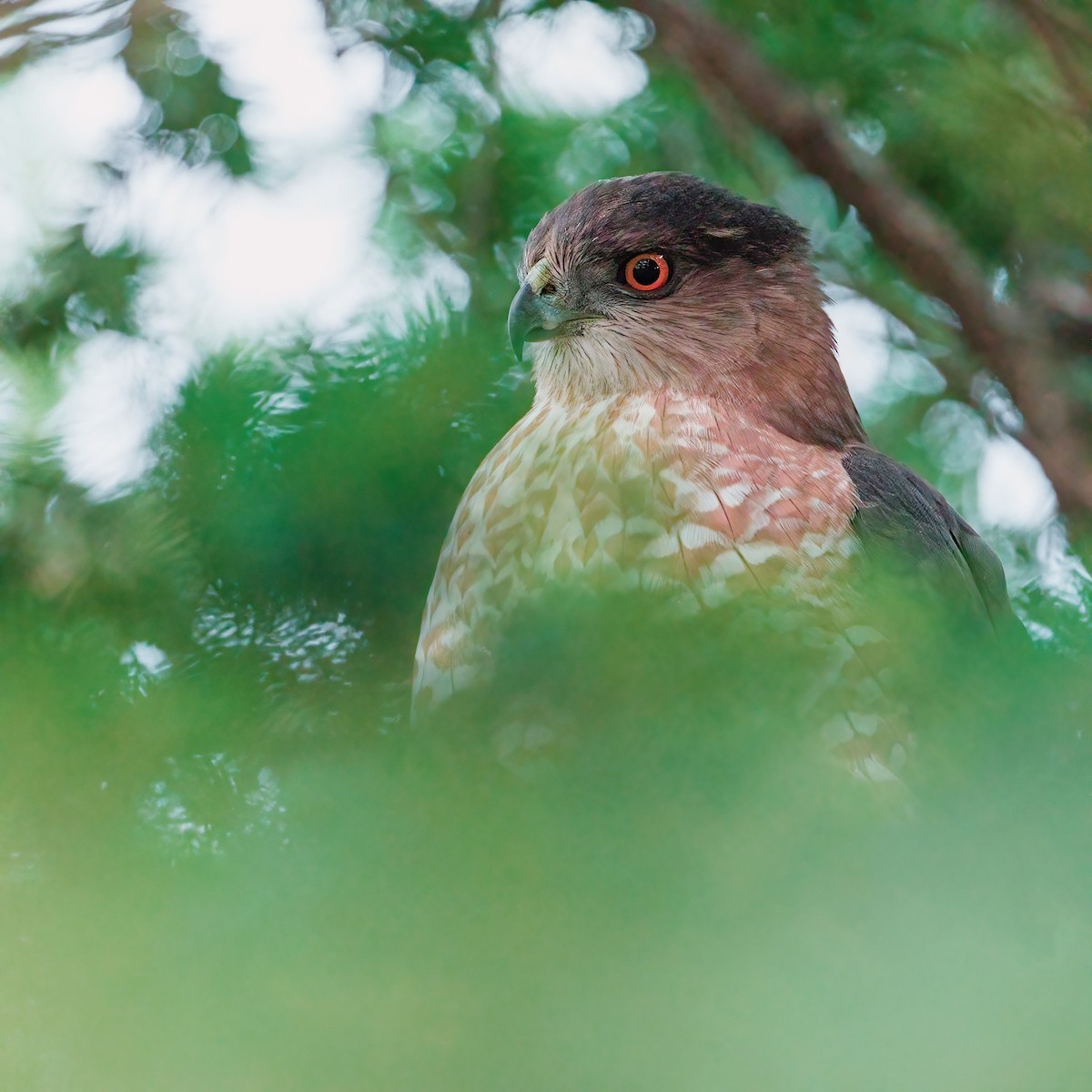 Cooper's Hawk - ML629069199