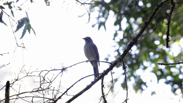 Brown-backed Solitaire - ML629069242
