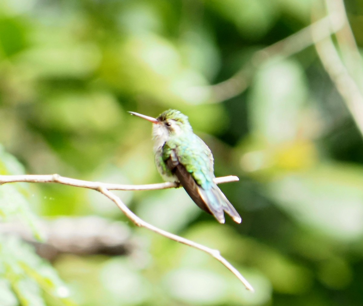 Canivet's Emerald - ML629069249