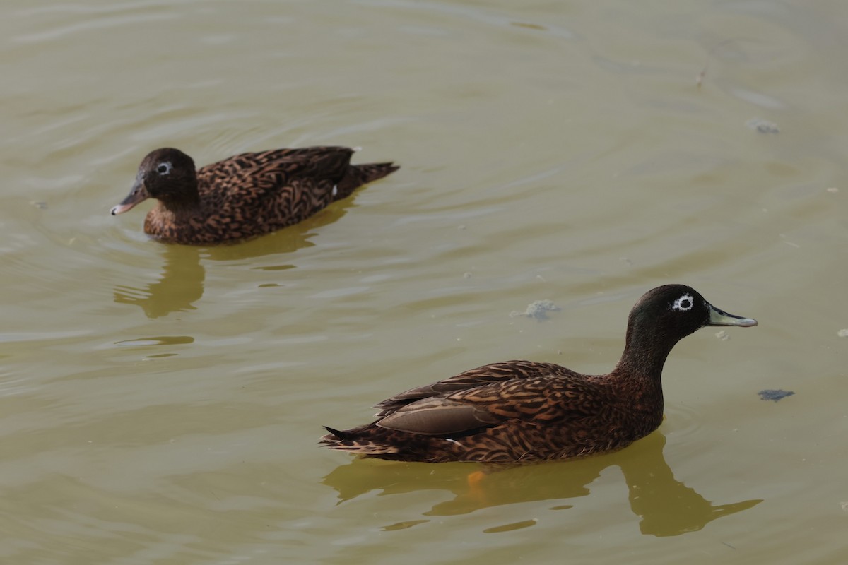 Laysan Duck - ML629069317