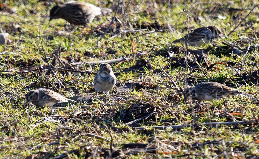 Lapland Longspur - ML629069447