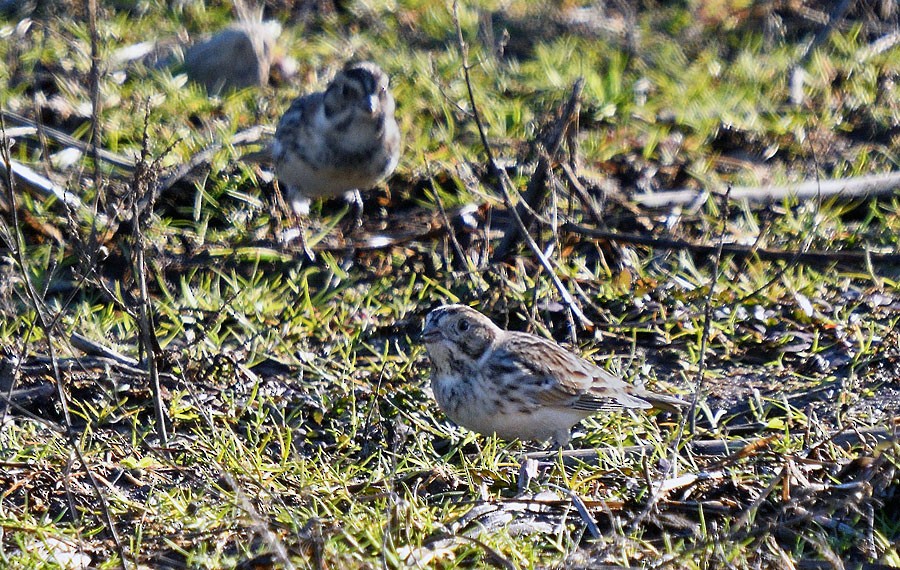 Lapland Longspur - ML629069458