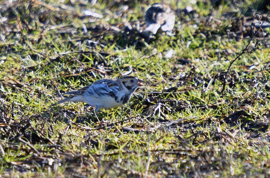 Lapland Longspur - ML629069464