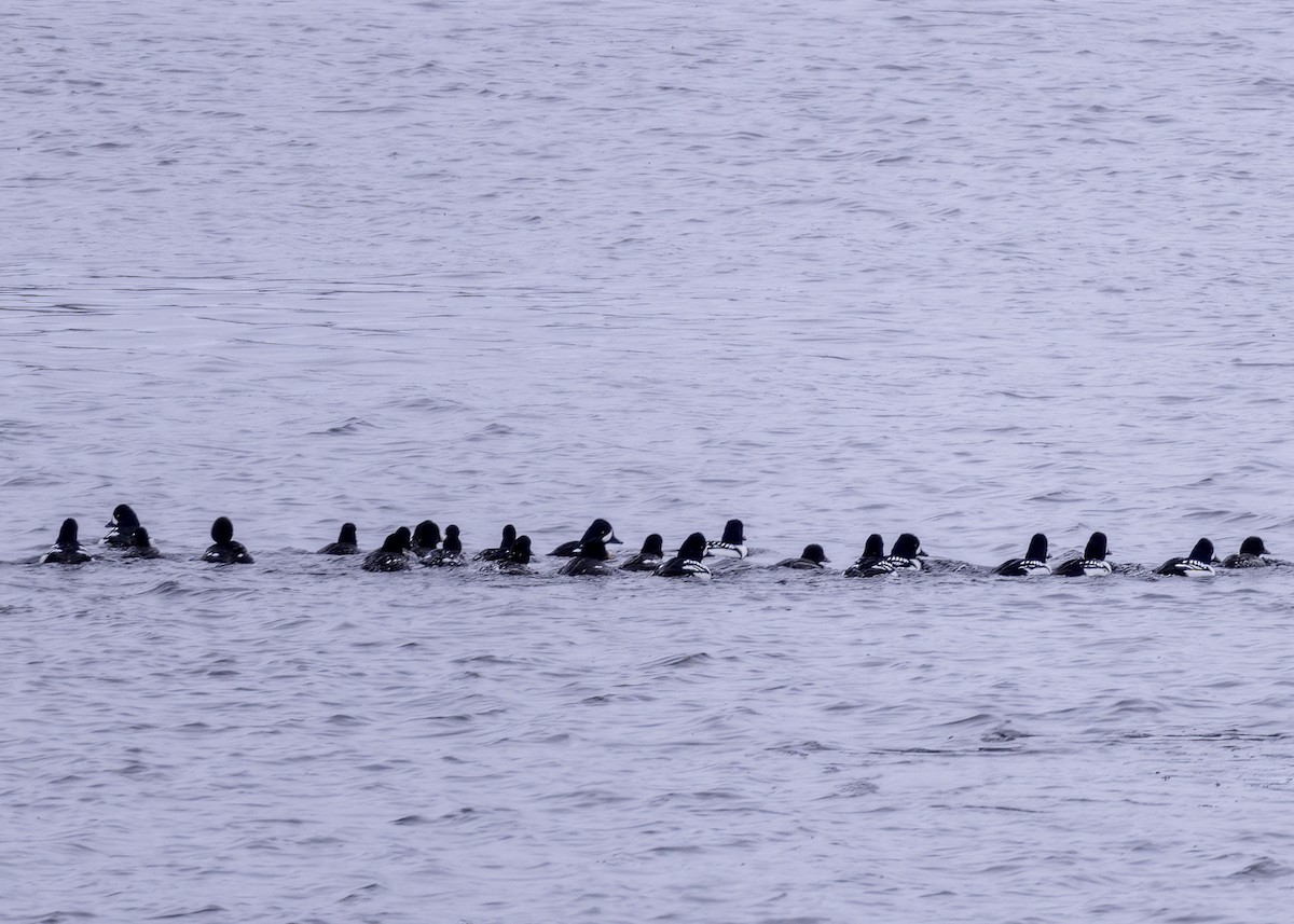 Barrow's Goldeneye - ML629069516