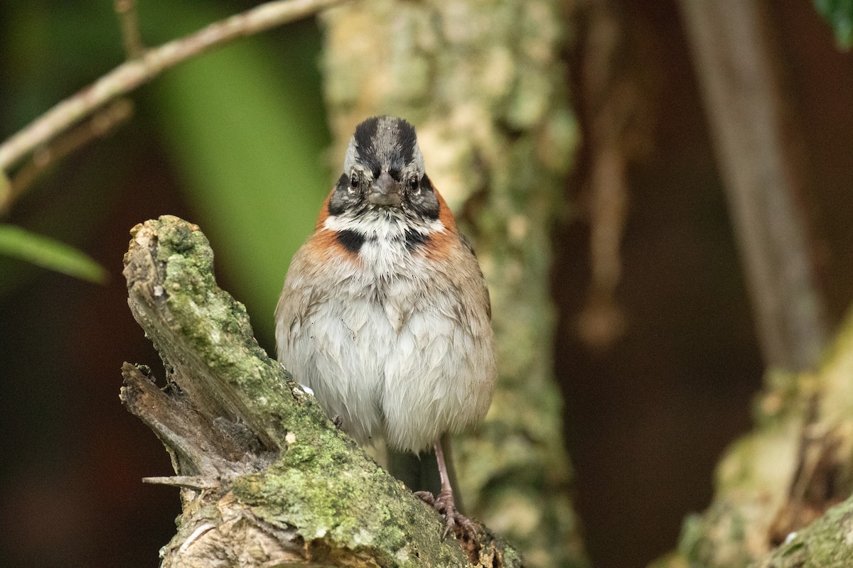 Rufous-collared Sparrow - ML629069519