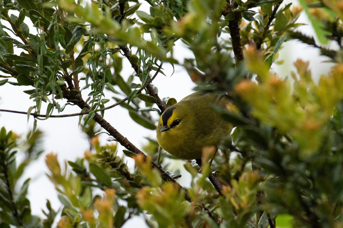 Black-crested Warbler - ML629069561