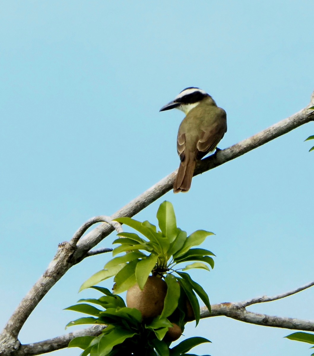 Boat-billed Flycatcher - ML629069594