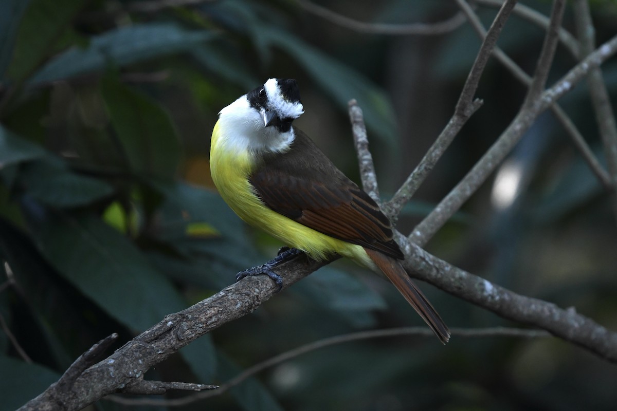 Great Kiskadee - ML629069958
