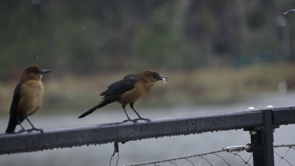 Boat-tailed Grackle - ML629069989