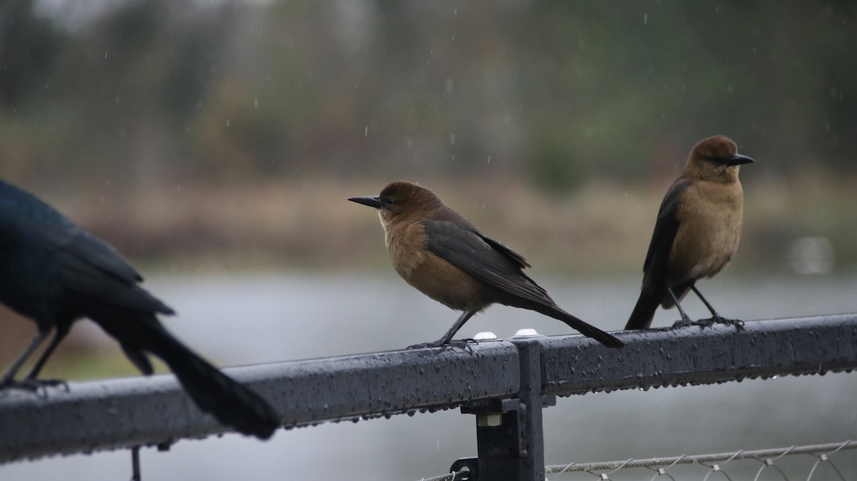 Boat-tailed Grackle - ML629069990