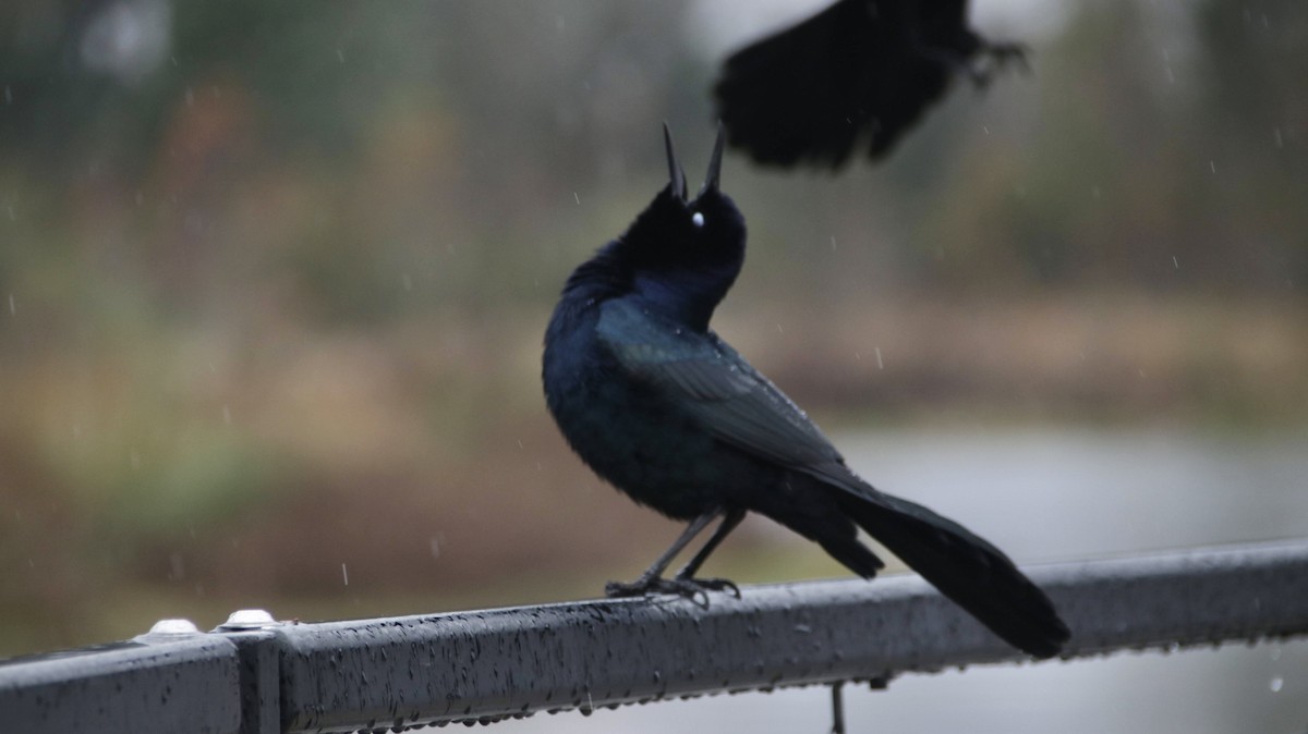 Boat-tailed Grackle - ML629069991