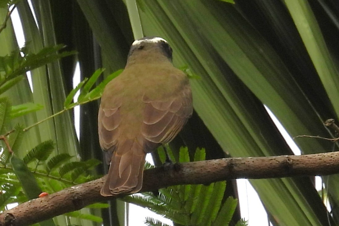 Boat-billed Flycatcher - ML629070069