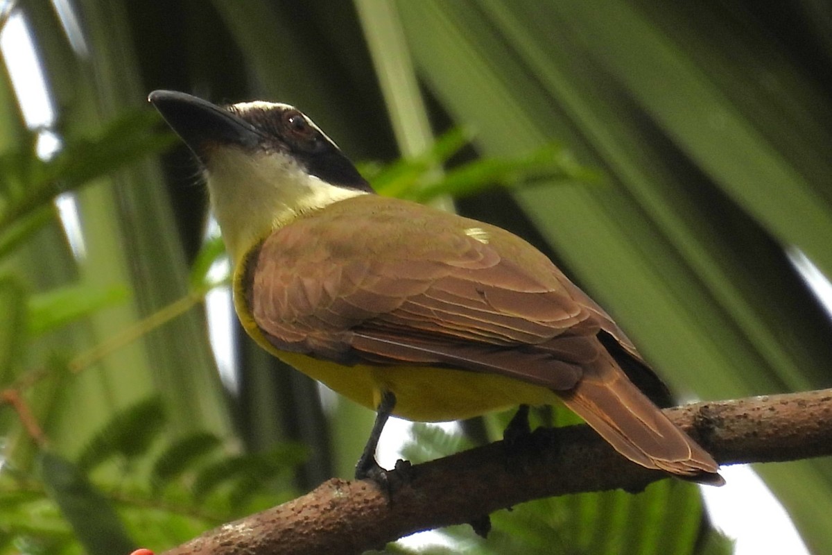 Boat-billed Flycatcher - ML629070071