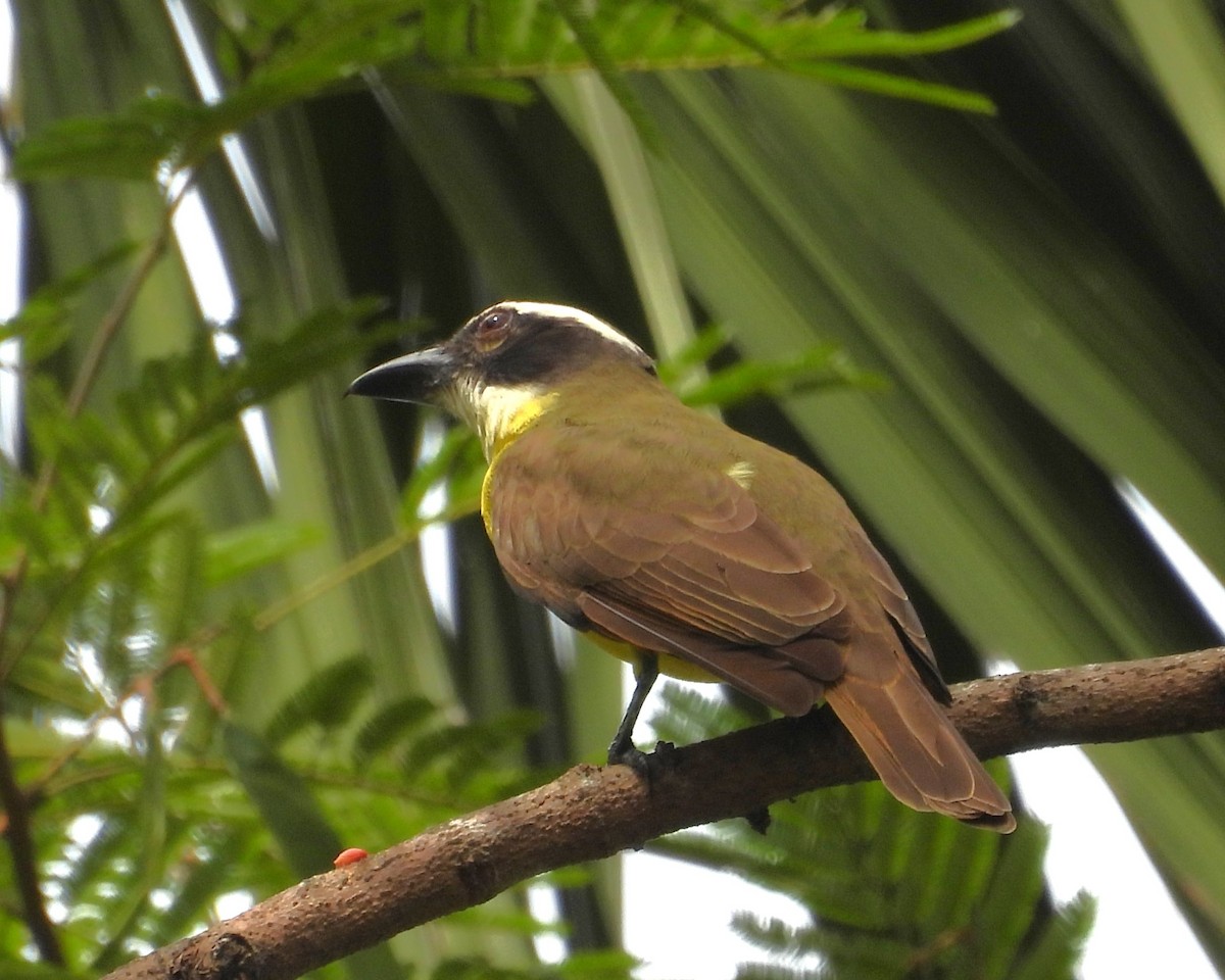 Boat-billed Flycatcher - ML629070072